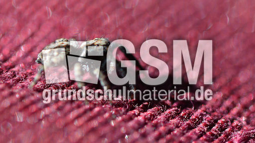 Springspinne (2).jpg